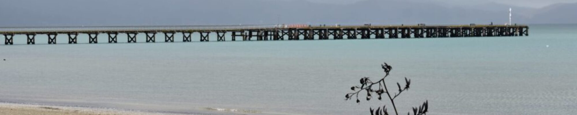 wellington1